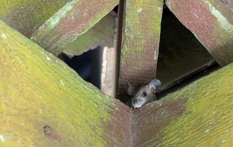 WHY DO THE RATS IN NEW YORK KEEP ENDING UP ON MY ROOF?