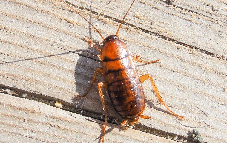 MANHATTAN’S COMPLETE COCKROACH PREVENTION GUIDE