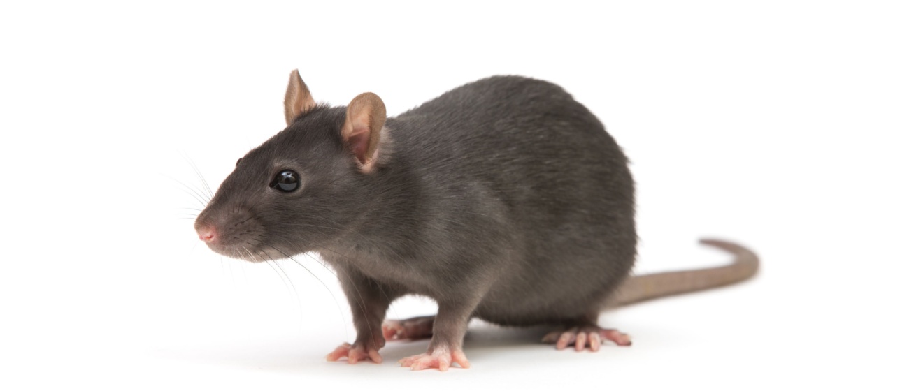 Rodent Problems for Property Owners in New York