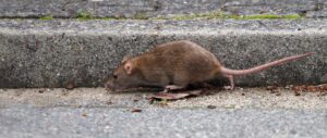 Are Rodents a Problem in New York?