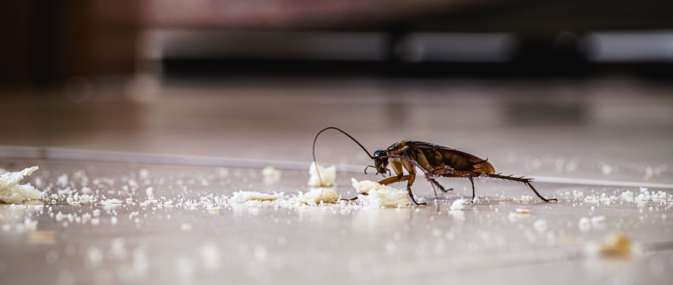 How Do I Know if I Have a Cockroach Problem in My Apartment Building?