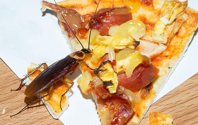 HOW DANGEROUS ARE ROACHES IN NEW YORK CITY HOMES?