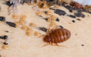 NEW YORK CITY’S ULTIMATE BED BUG PREVENTION GUIDE