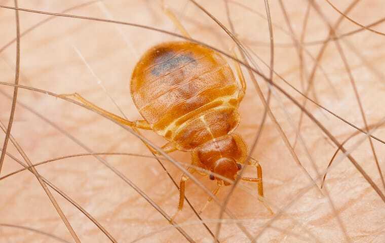 THE BEST WAY TO DEAL WITH BED BUGS IN YOUR NEW YORK CITY HOME