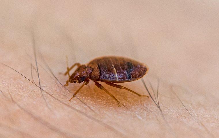 HOW DO BED BUG INFESTATIONS IN NEW YORK HOMES START?