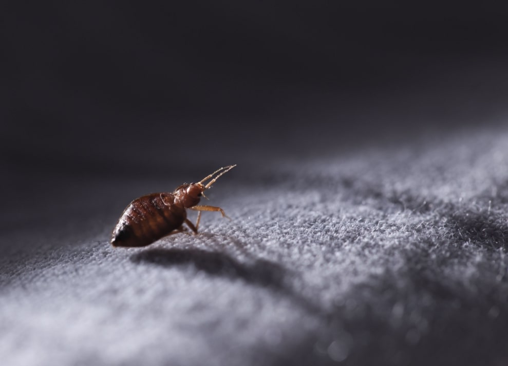 Don't Let Bed Bugs Takeover Your NYC Property
