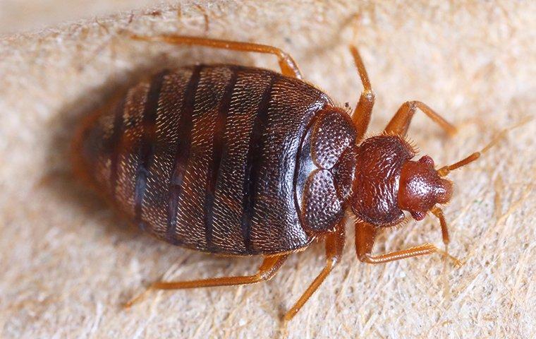BROOKLYN HOMEOWNER’S GUIDE TO AVOIDING BED BUGS