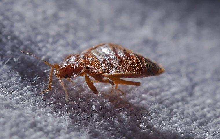 WHY YOU SHOULD CALL THE PROS ABOUT BED BUGS IN YOUR MANHATTAN HOME