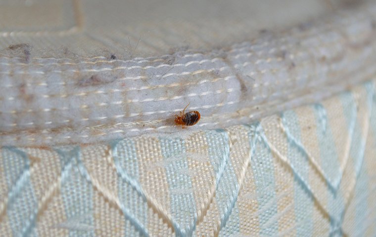 BED BUG IDENTIFICATION GUIDE