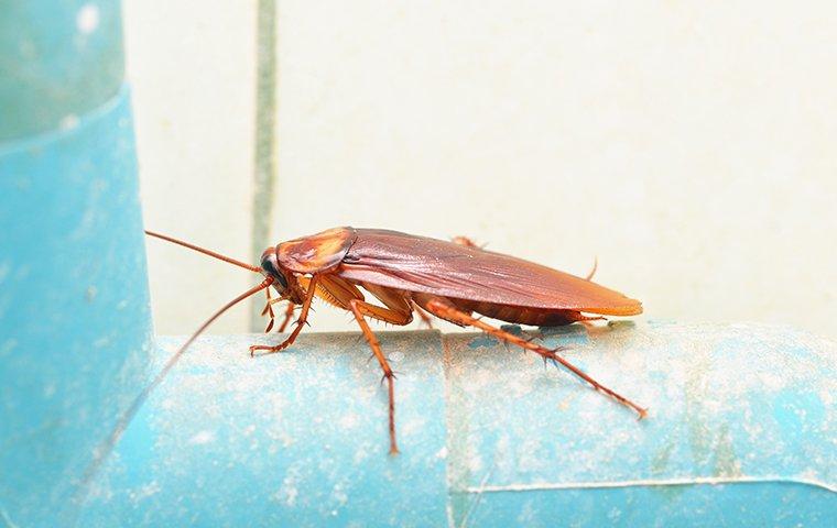 WHY COCKROACHES AROUND YOUR MANHATTAN HOME ARE WORSE THAN YOU MAY THINK