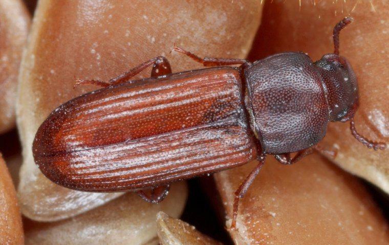 WHAT TO DO IF YOU SPOT GRAIN BEETLES IN YOUR MANHATTAN PANTRY