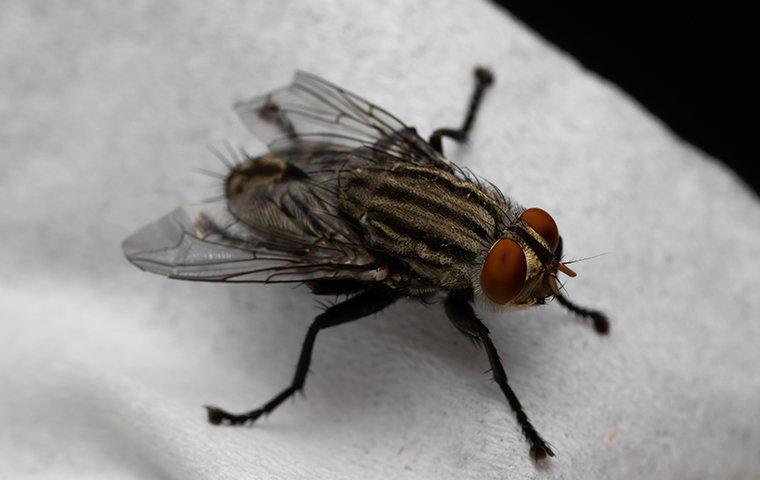 HOW FLIES AROUND YOUR NEW YORK CITY PROPERTY CAN BE WORSE THAN YOU THINK