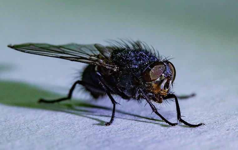WHAT YOU OUGHT TO KNOW ABOUT HOUSE FLIES IN NEW YORK CITY