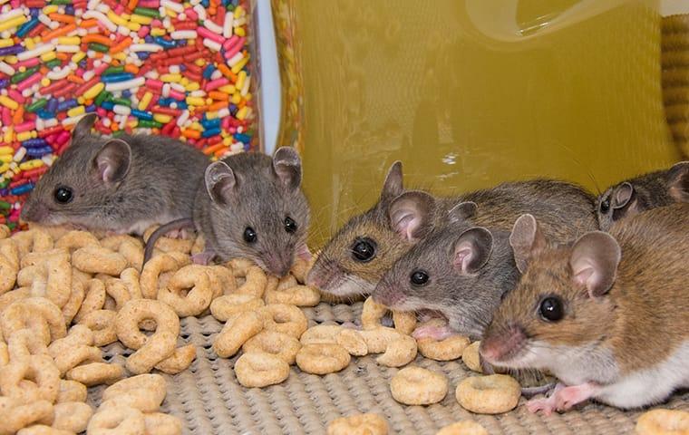 THE TRUTH TO WHY YOU CAN’T KEEP MICE OUT OF YOUR NEW YORK CITY HOME