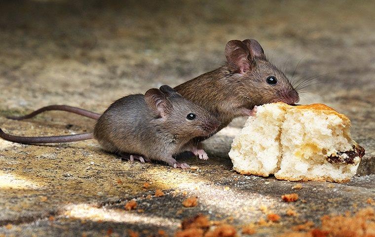 THE EASIEST WAY TO GET RID OF RODENTS IN YOUR NEW YORK CITY HOME