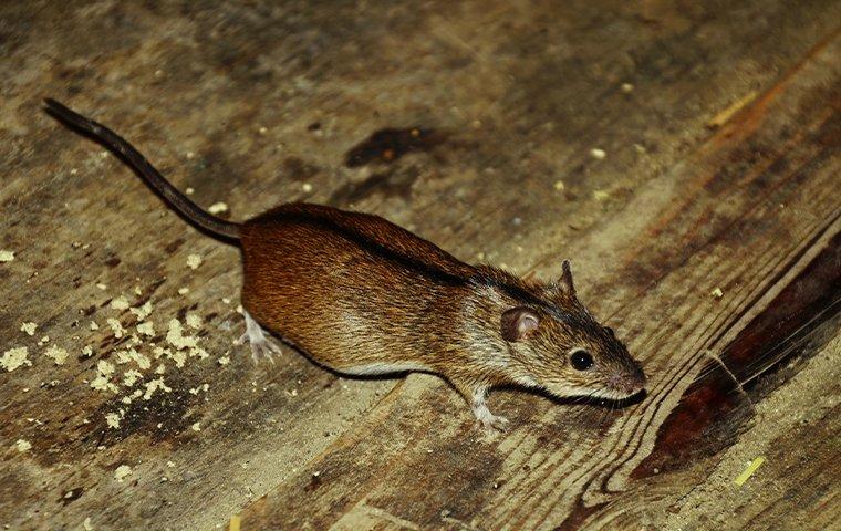 SIX EASY & EFFECTIVE RODENT-PREVENTION TIPS FOR NEW YORK CITY PROPERTIES