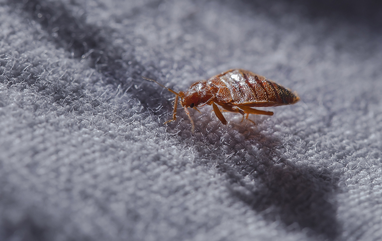 IDENTIFYING BED BUG INFESTATIONS IN NYC HOMES