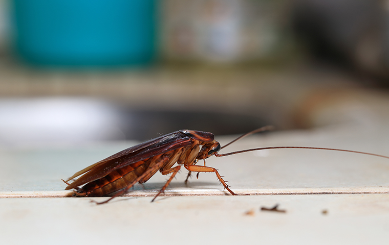 NEW YORK CITY’S ULTIMATE COCKROACH CONTROL GUIDE