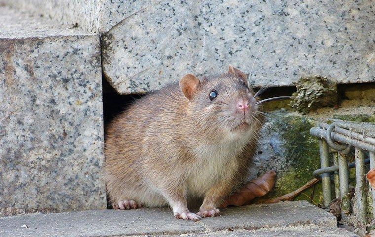 HOW MUCH DO YOU REALLY KNOW ABOUT THE RATS IN NEW YORK CITY?