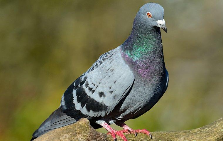 HOW YOU MAY BE UNDERESTIMATING PIGEONS IN NEW YORK CITY