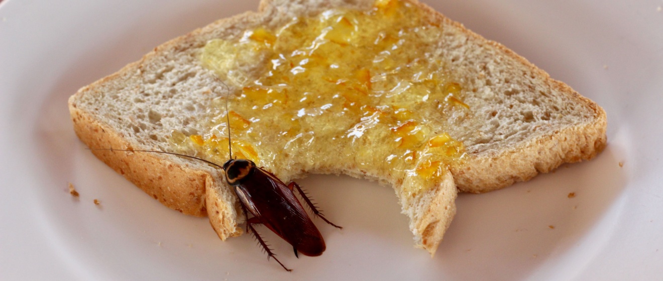 Cockroach Problems in Manhattan Restaurants