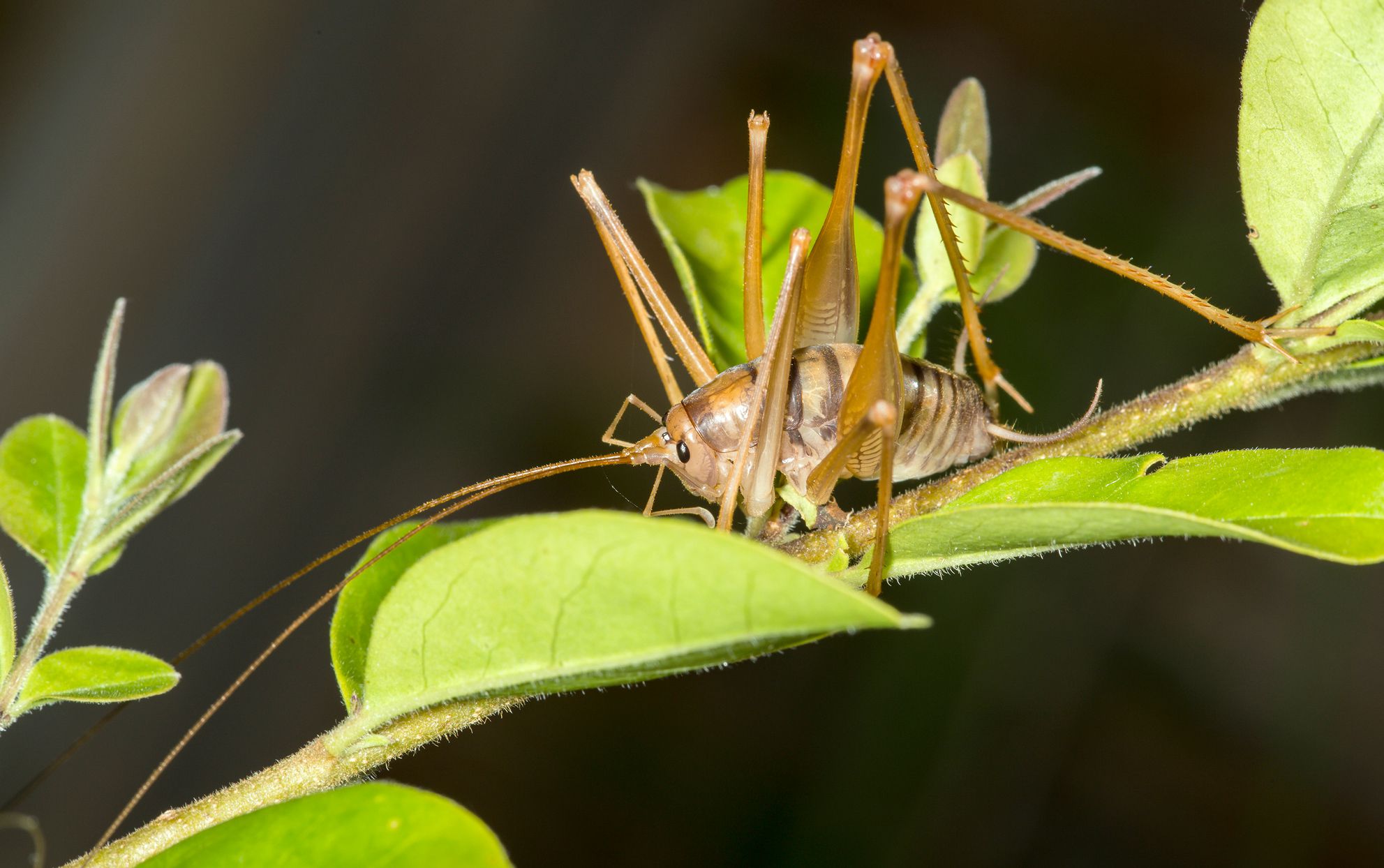 How to Get Rid of Spider Crickets: Expert Pest Control Solutions