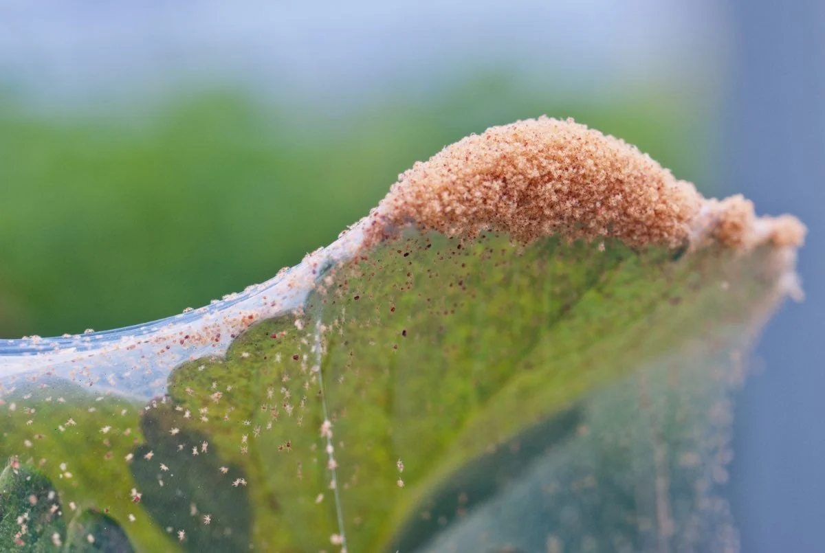 How to Get Rid of Spider Mites: Simple Steps to Protect Your Plants