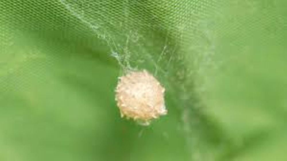 How to Get Rid of Spider Eggs: Effective Solutions for Your Home