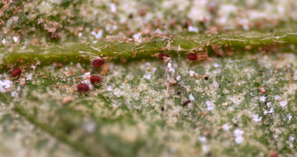 How to Prevent Spider Mites