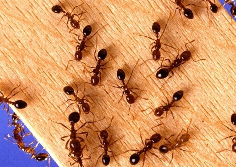 How to Control Fire Ants in Yard: Step-by-Step Tips for a Fire Ant-Free Home