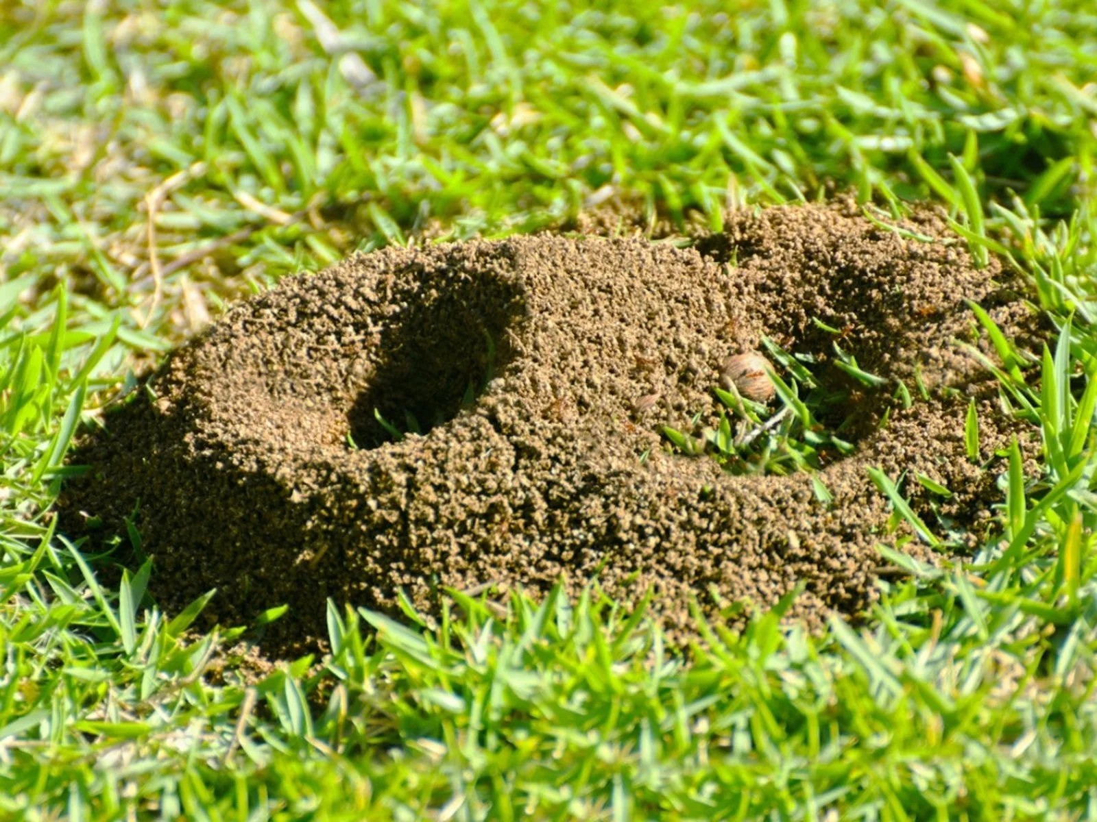 How to Control Ants in Yard Effectively: Proven Techniques That Work