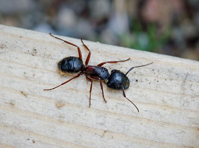 How to Control Carpenter Ants Naturally: Eco-Friendly Tips