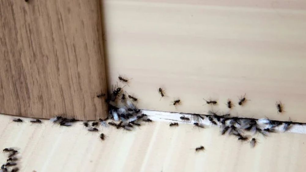 How to Control Ants in the House: Quick and Easy Steps