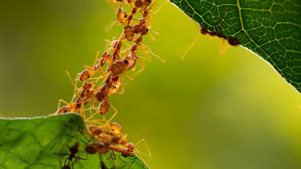 How to Control Ants in the Garden: Safe and Eco-Friendly Solutions