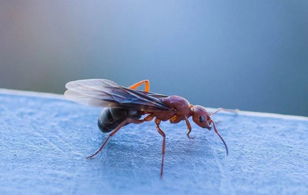 How to Control Flying Ants: Effective Methods You Can Try