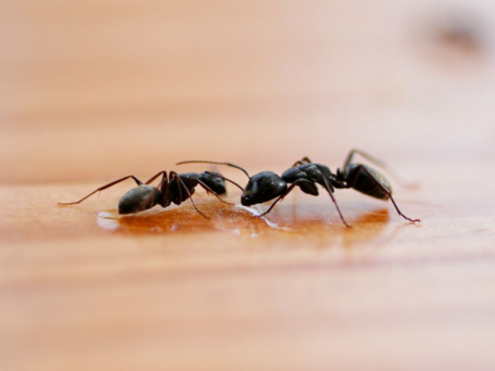 When Should You Call Pest Control for Ants?