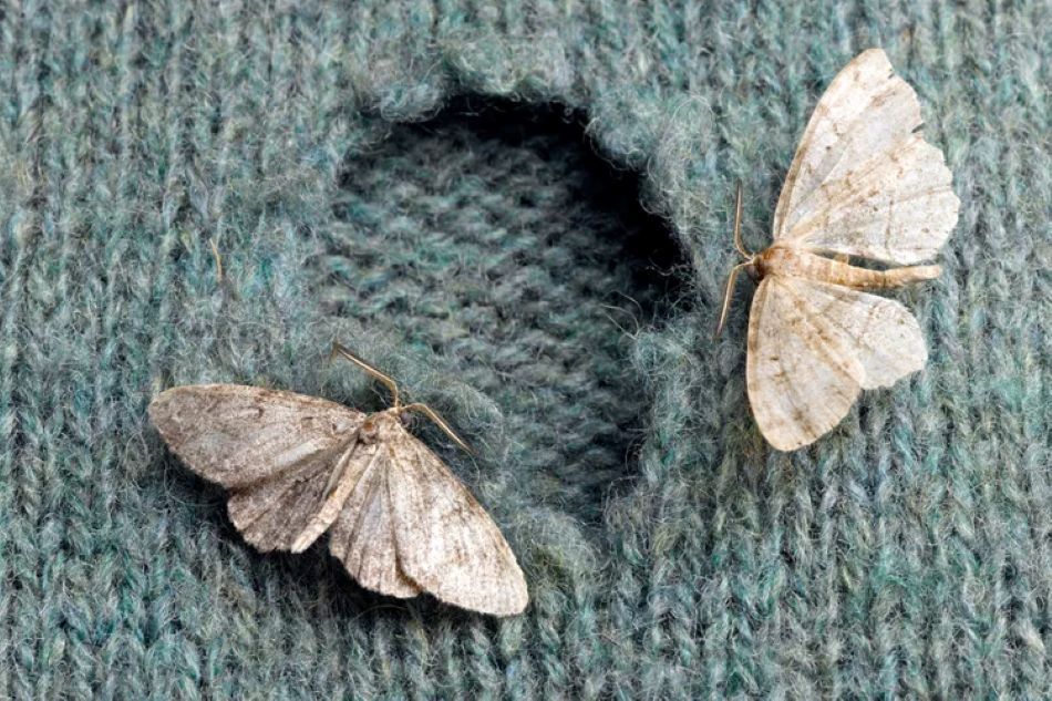 Simple Steps To Get Rid of Clothes Moths for Good