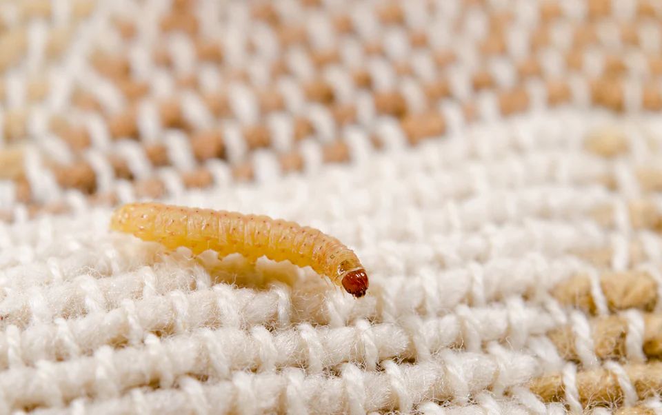 Effective Ways To Get Rid of Clothes Moth Larvae