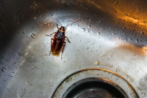 How Can You Control Cockroaches in the Kitchen Permanently?