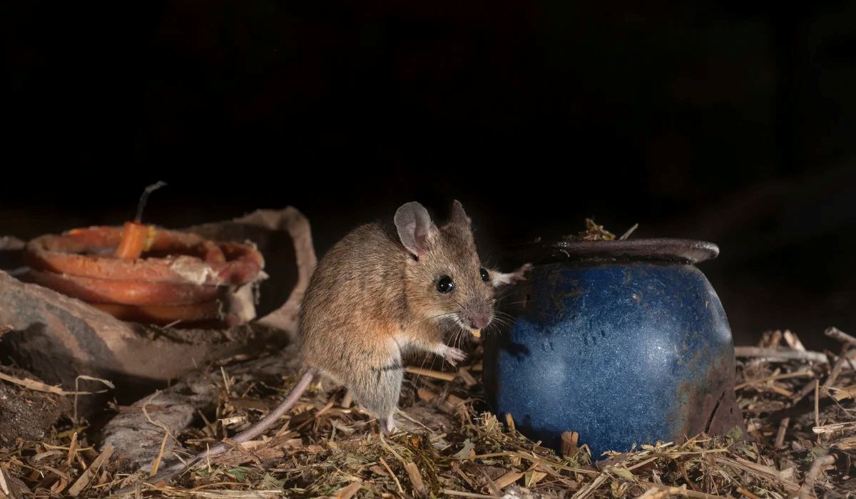 How to Control Mice in the Attic Using Proven Methods